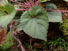 Viola shinchikuensis