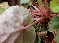Viola shinchikuensis