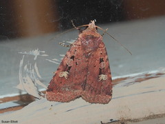 Diarsia jucunda
