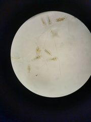 Neocopepoda