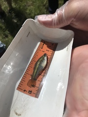 Xiphophorus hellerii