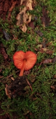 Pluteus horakianus
