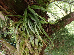 Lepisorus monilisorus