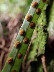 Lepisorus monilisorus