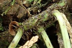 Lepisorus monilisorus