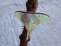 Actias selene