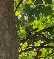 Hippolais icterina