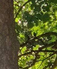Hippolais icterina