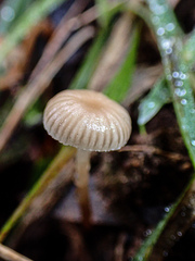 Mycena mijoi