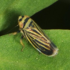 Amblysellus curtisii