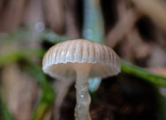 Mycena mijoi