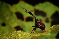 Trachelophorini