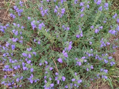 Dracocephalum olchonense