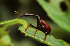 Trachelophorini