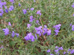 Dracocephalum olchonense