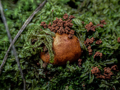 Zelleromyces