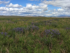 Dracocephalum olchonense