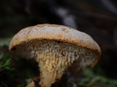 Hydnum crocidens