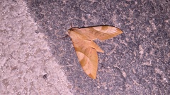 Clanis bilineata