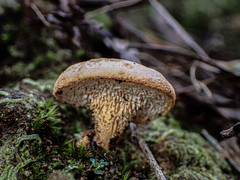 Hydnum crocidens