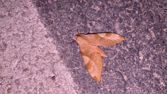 Clanis bilineata