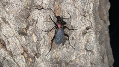 Carabus jankowskii