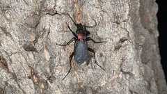 Carabus jankowskii