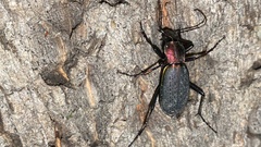 Carabus jankowskii
