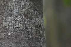 Mecocerini