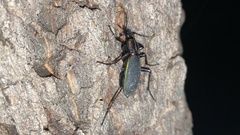Carabus jankowskii