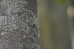 Mecocerini