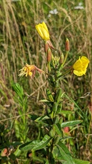 Oenothera × fallax