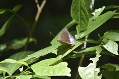 Lexias pardalis jadeitina