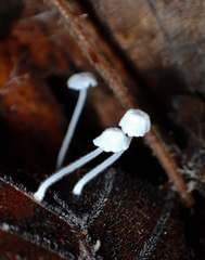 Mycena albidocapillaris