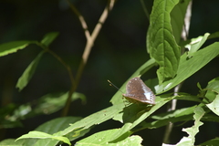 Lexias pardalis jadeitina