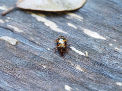 Episcaphula tamburinea