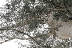 Eucalyptus elata