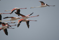 Phoenicopterus roseus