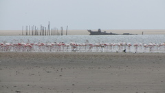 Phoenicopterus roseus