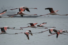 Phoenicopterus roseus