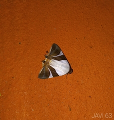 Eulepidotis rectimargo