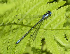 Chromagrion conditum