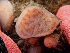 Distaplia