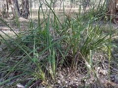 Dianella brevipedunculata