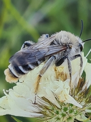 Dasypoda argentata