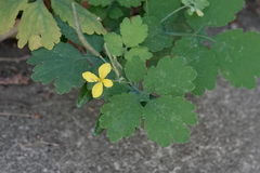 Chelidonium majus