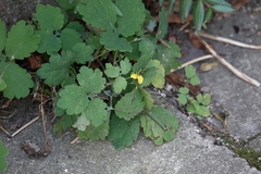 Chelidonium majus