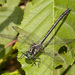 Sable Clubtail - Photo (c) Jim Johnson, some rights reserved (CC BY-NC-ND), uploaded by Jim Johnson