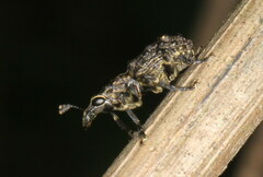 Goniocloeus funereus