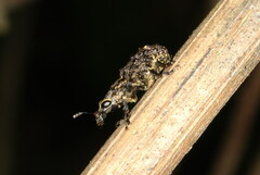 Goniocloeus funereus